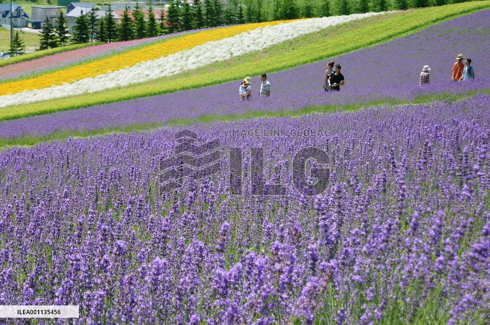 Lavender in full bloom in Hokkaido