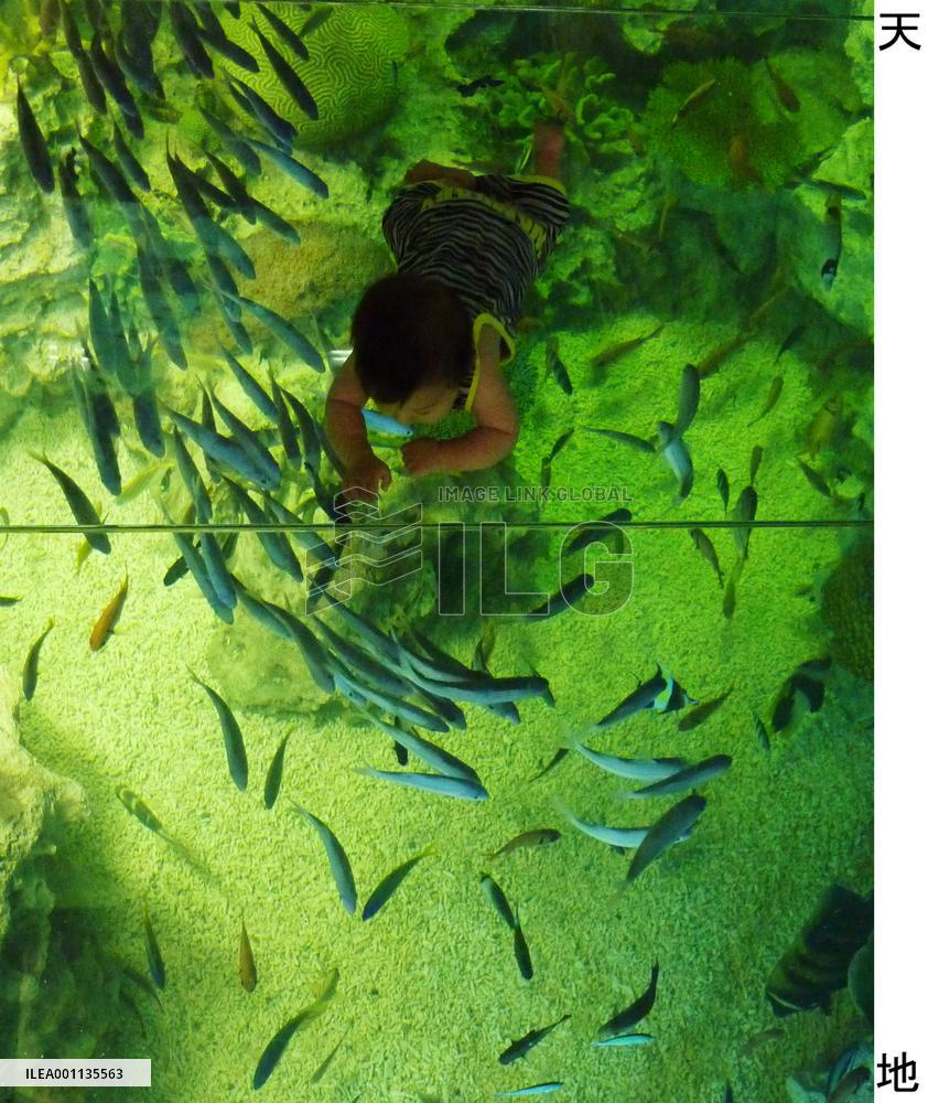 Seawater coral aquarium makes debut in Fukui Pref.