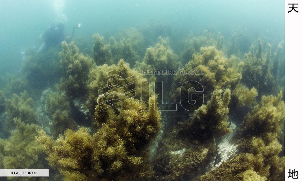 'Forest' of seaweed grows undersea