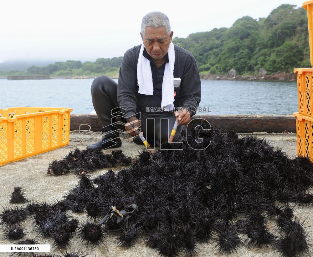 Fisherman processes sea urchins