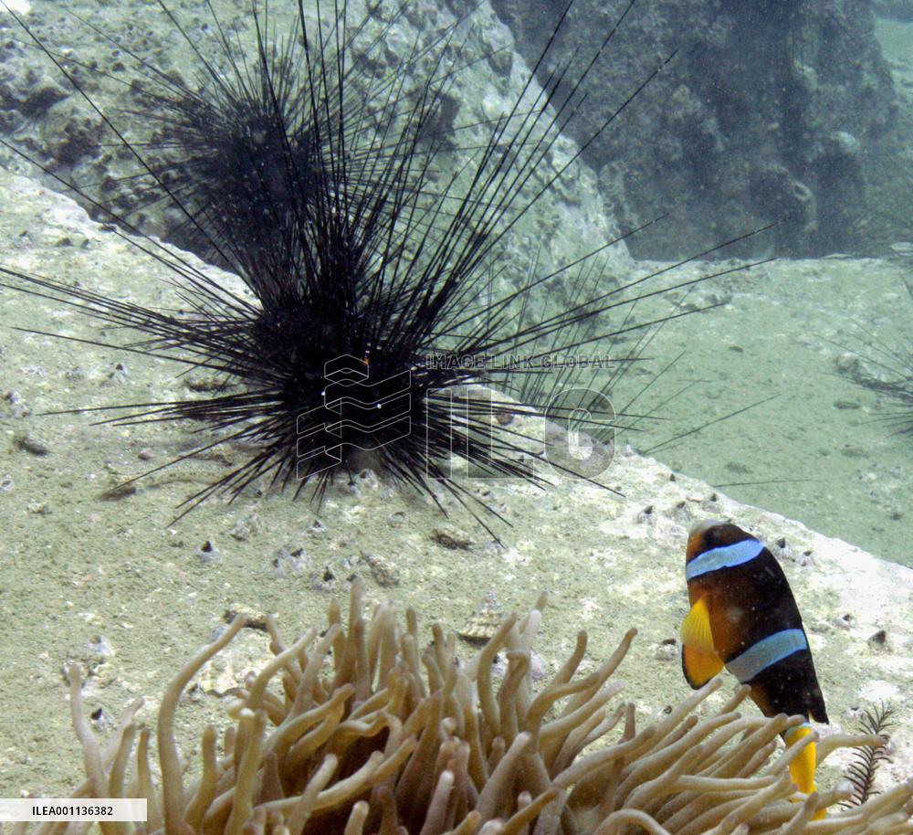 Sea urchin and anemone fish