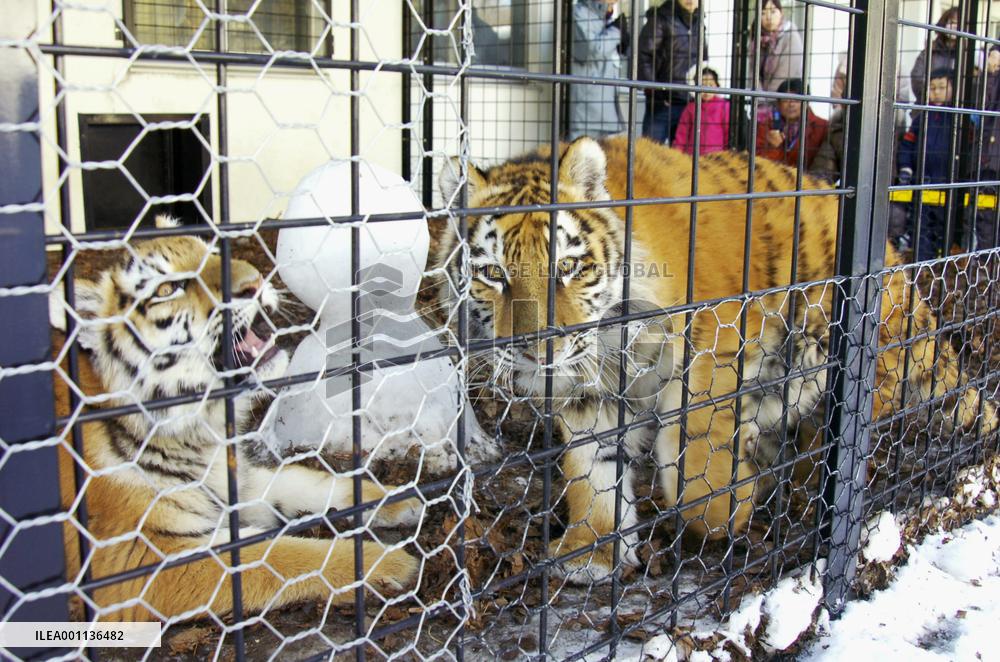 One of two young disabled tigers dies at Hokkaido zoo