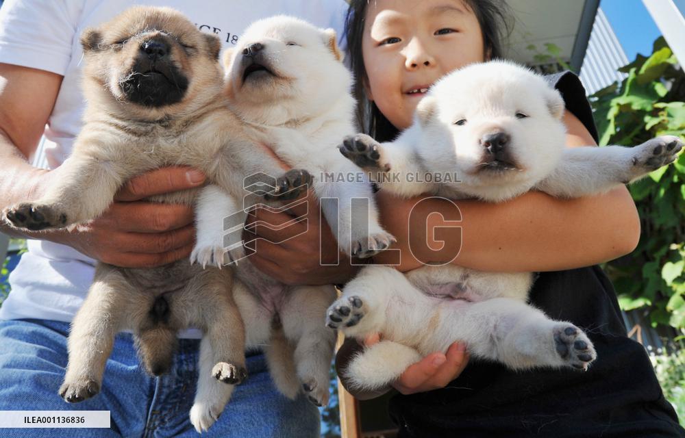 2-week old Hokkaido dog puppies