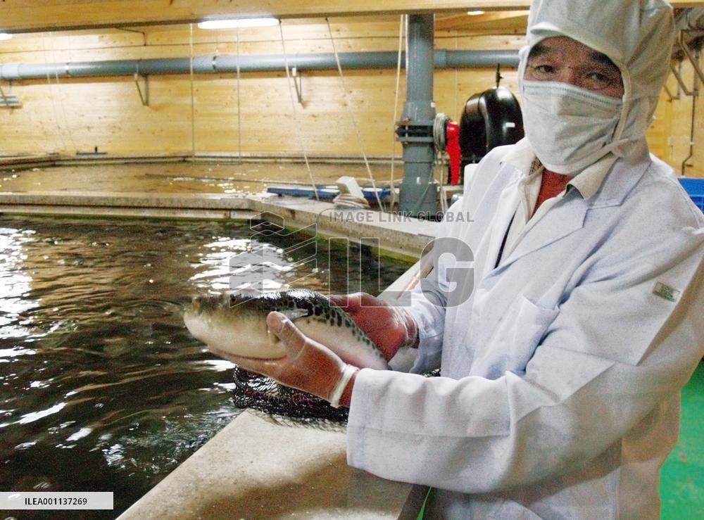 Ehime fish breeder successfully farms prized 'fugu' blowfish