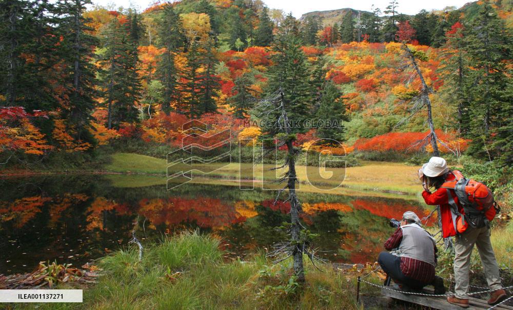 Leaves turn to red and yellow at Mt. Taisetu area in Hokkaido