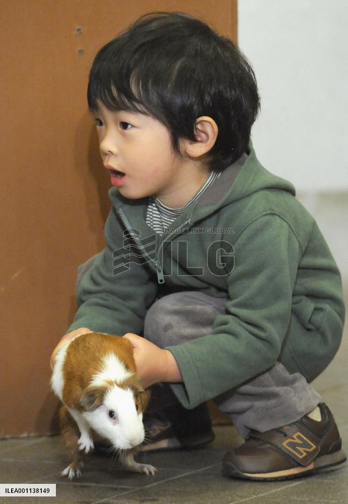 Prince picks up a guinea pig