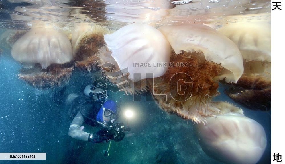 Giant jellyfish drift through Japanese waters