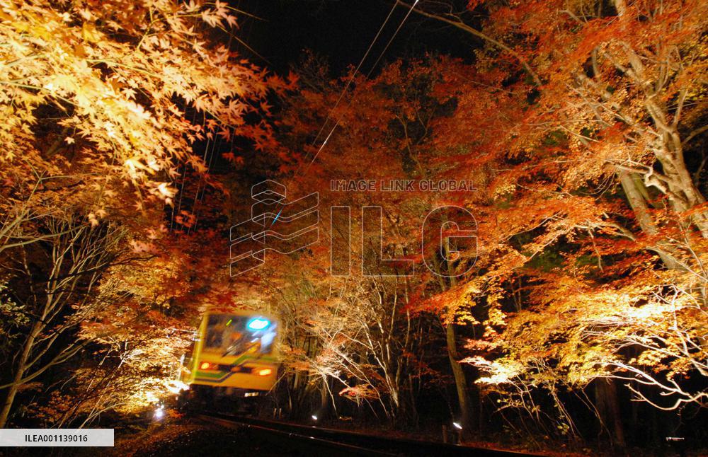 Autumn leaves illuminated for evening viewing