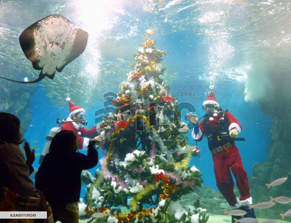 Christmas tree at aquarium in Fukui Pref.