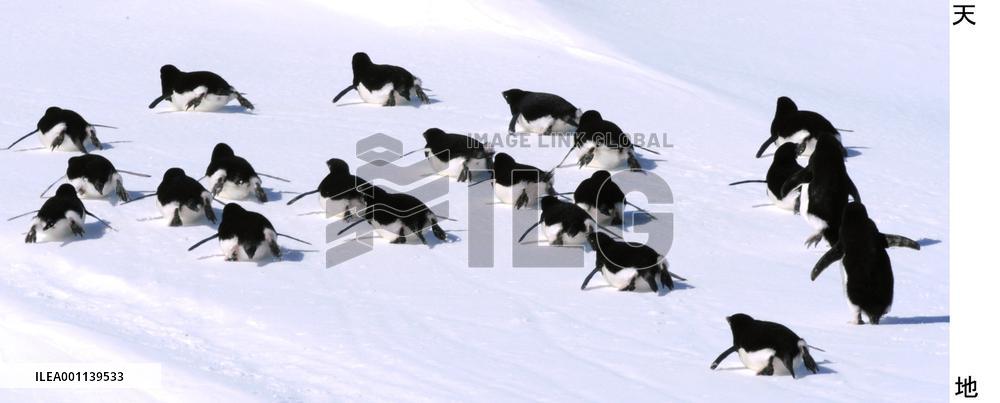 March of penguins in Antarctica