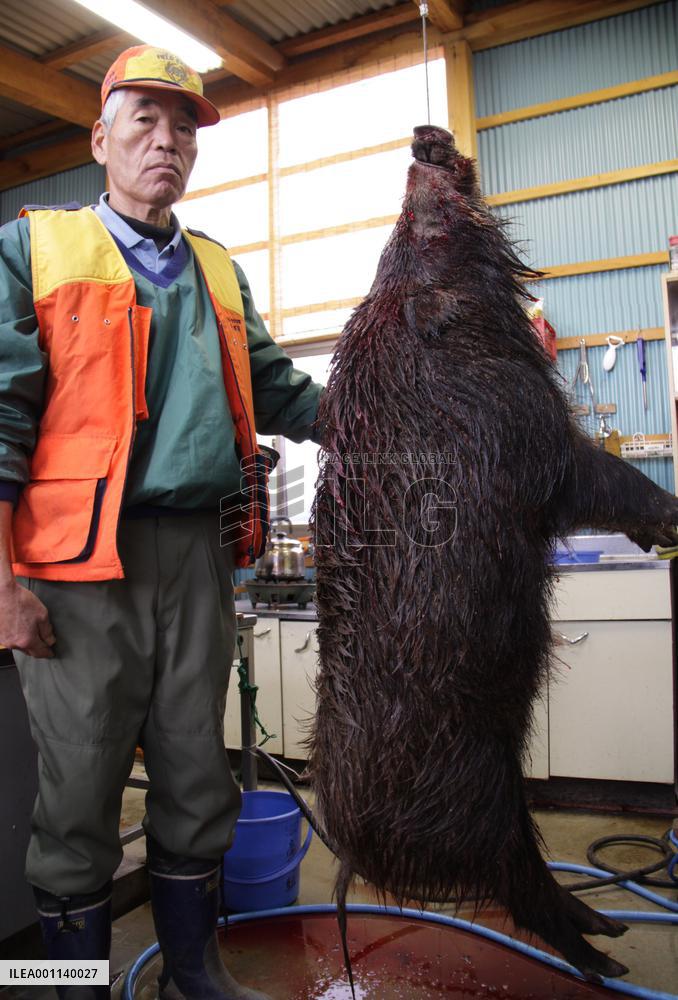 Boar enters college campus, injures 1 before being shot