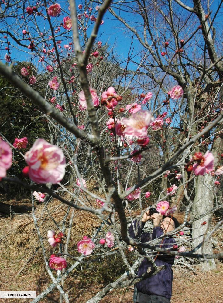 Plums bloom early in May-like weather