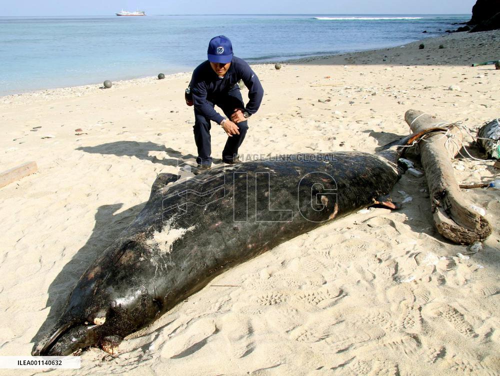 Rare whale carcass found in southern Japan island