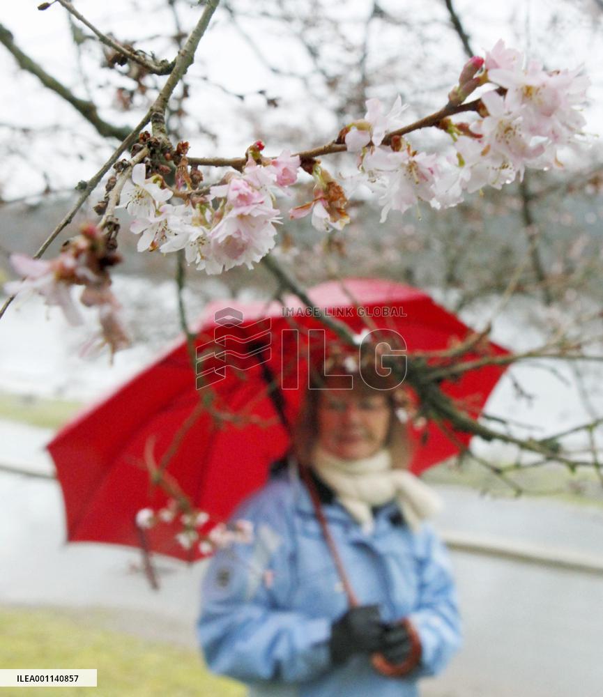Cherry blossoms in Vancouver