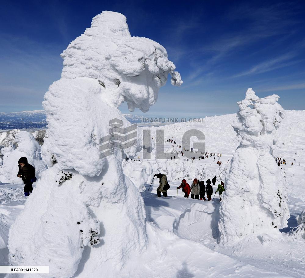 Soft rime 'Ice Monsters' at Zao Onsen Ski Resort northern Japan