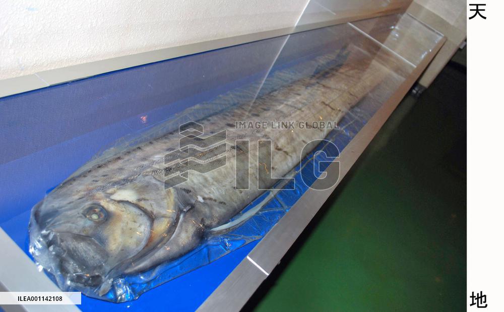 Deep-sea fish giving marine experts food for thought