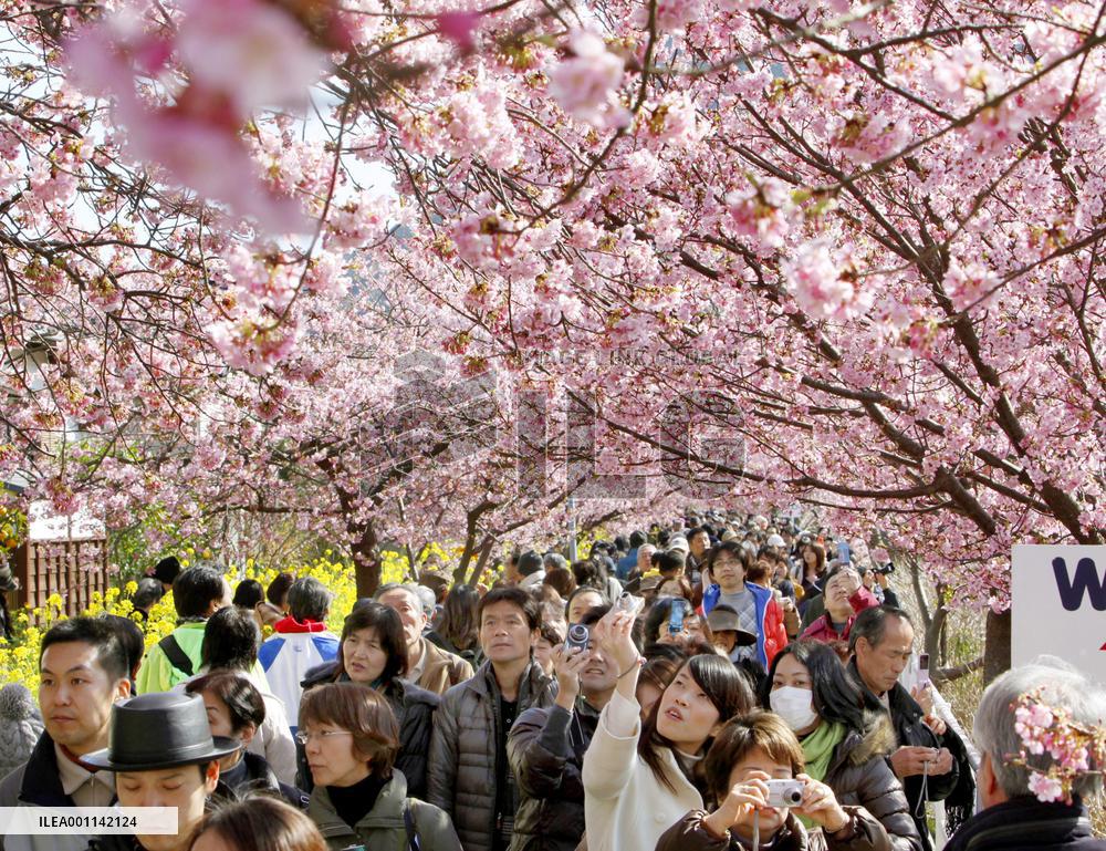 Kawazu 'sakura' cherry blossoms in full bloom