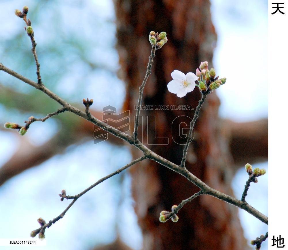 Cherry blossoms come out in Kochi, earliest on Japan's main islands