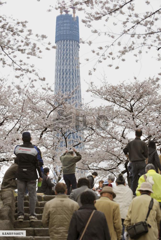 Sky Tree becomes new addition at cherry-blossom viewing