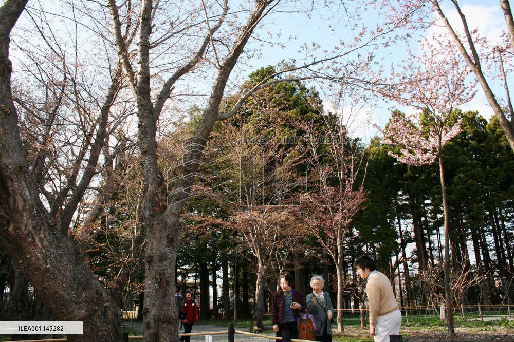 Cherry blossoms come out in Sapporo
