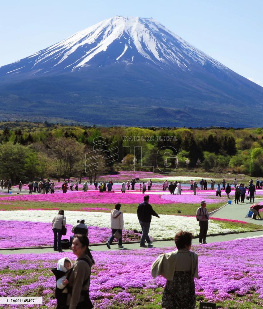 Pink flowers grace foot of Mt. Fuji