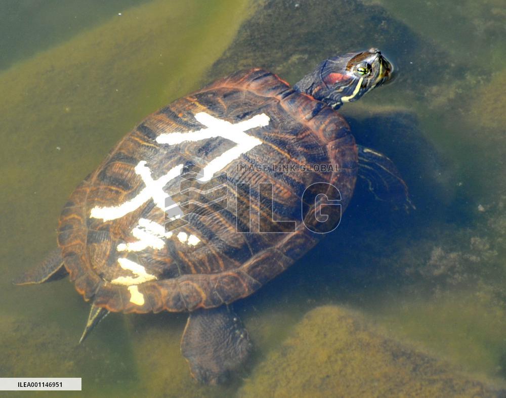 'Turtle' written on shell