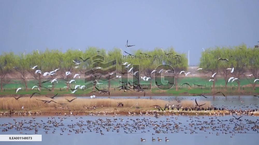 China sets example in achieving growth while protecting nature: Turkish expert