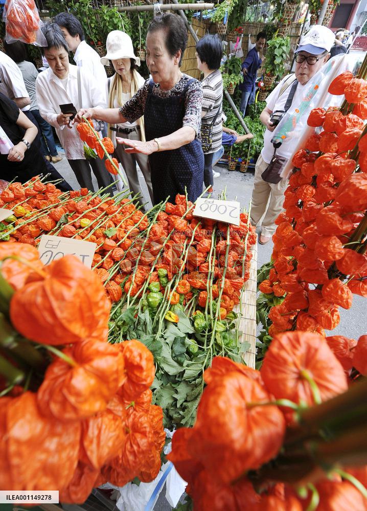 Lantern plant market