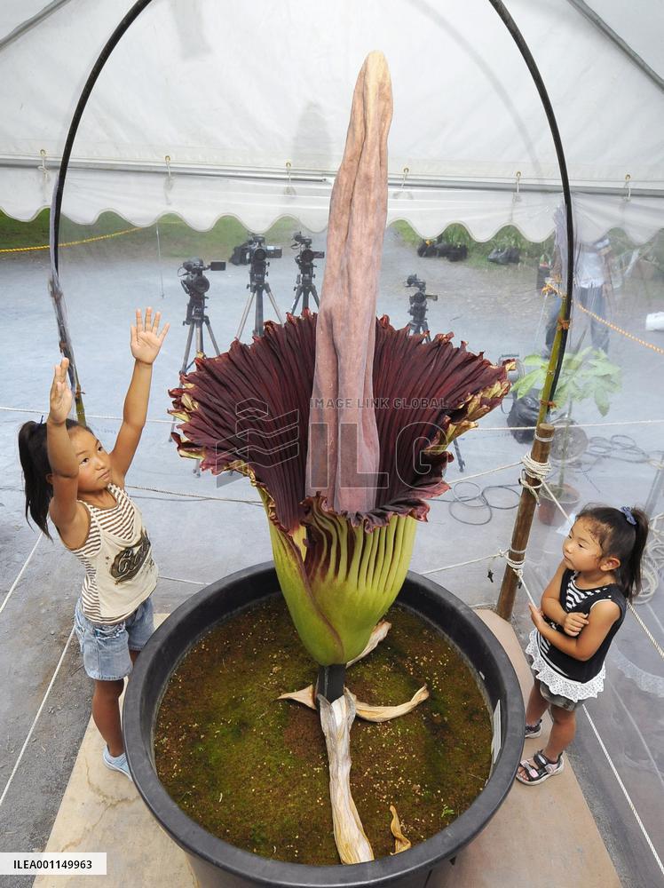World's largest flower blooms