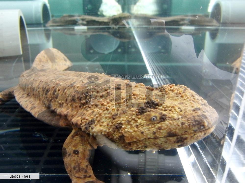 Japanese giant salamander at Smithsonian