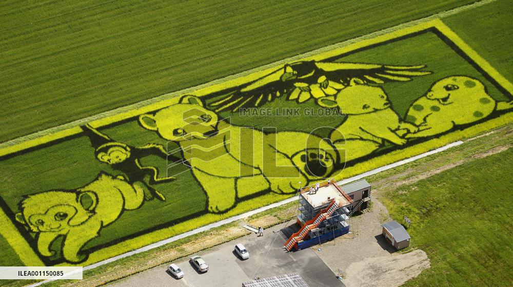 Animal pictures in rice paddies