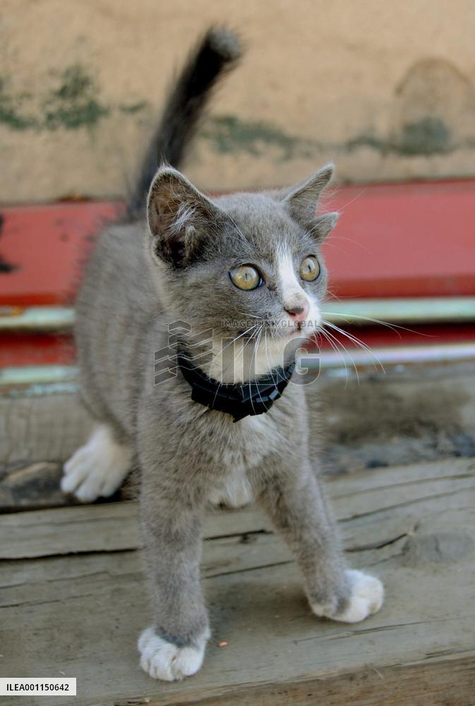 '4-eared' kitten in Russia