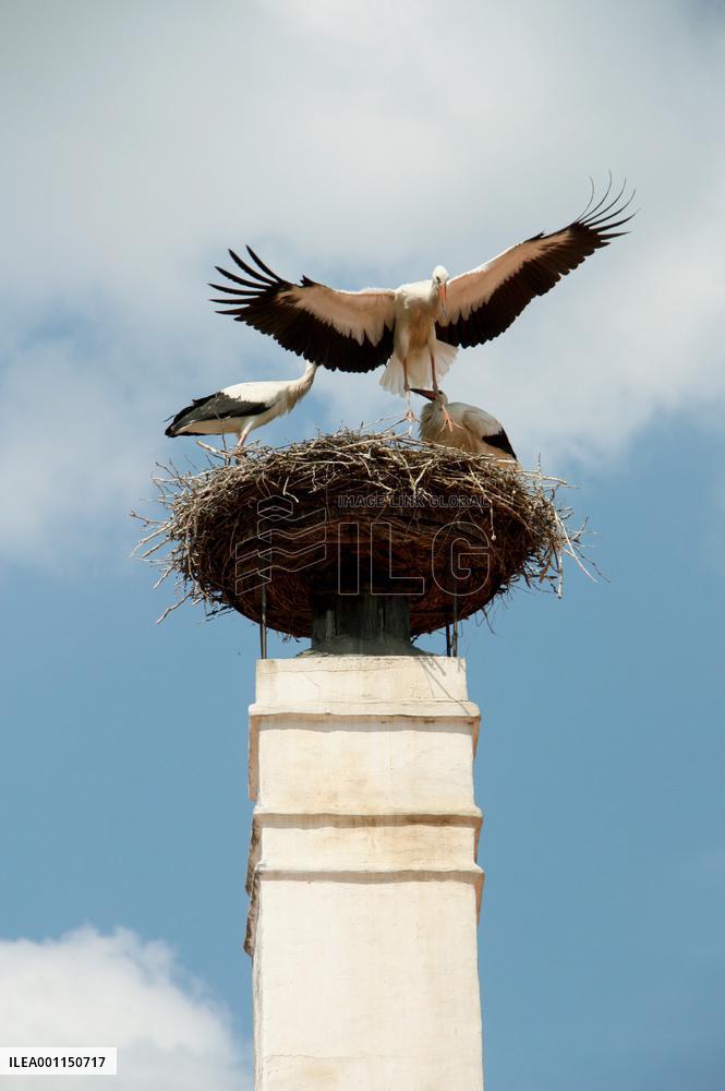 Storks in Rust, Austria