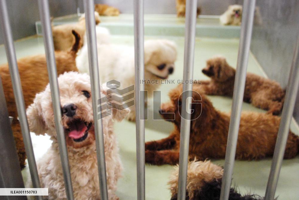 12 pet dogs abandoned on Okayama mountain