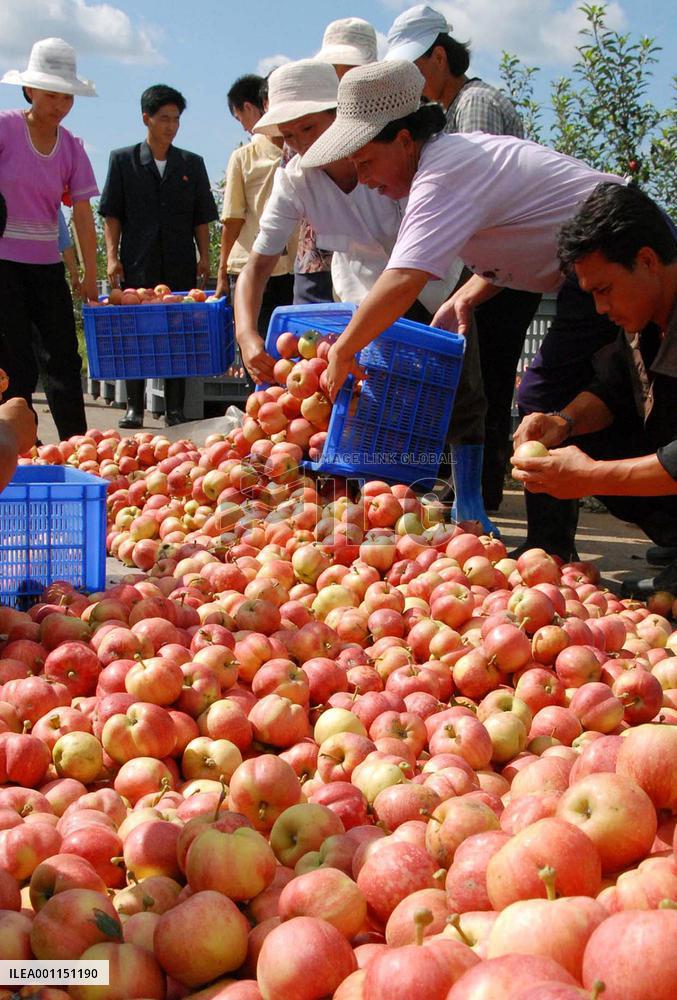 N. Korea farmers harvest apples
