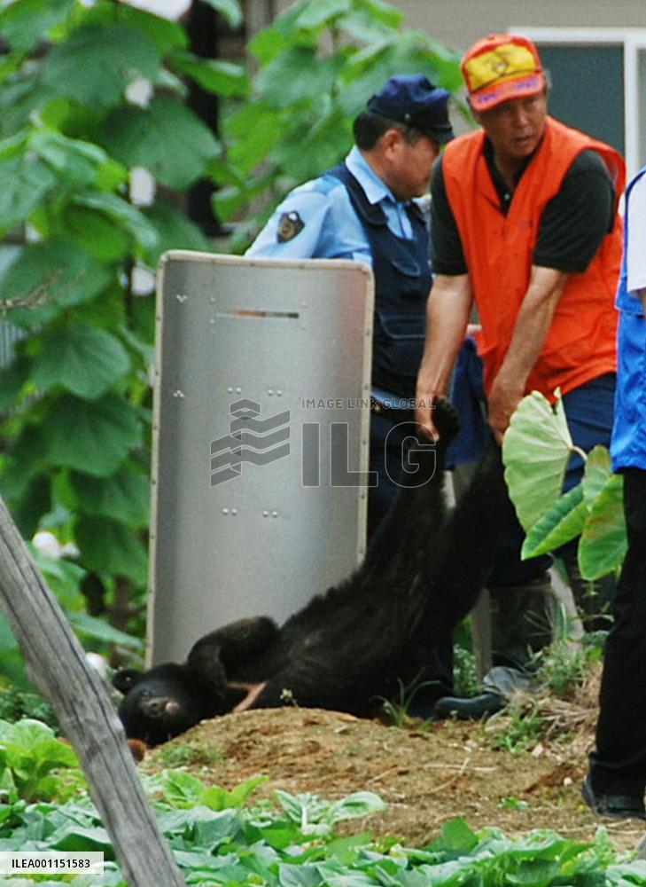 Bear captured alive in Kanazawa suburb