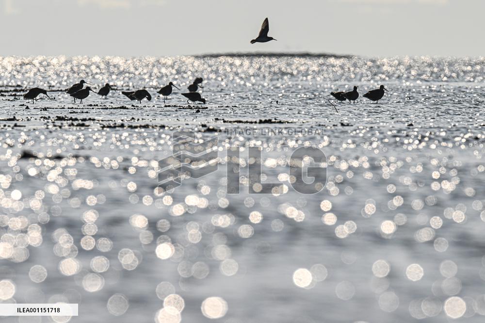 CHINA-HAINAN-DANZHOU-WETLAND-MIGRANT BIRDS (CN)