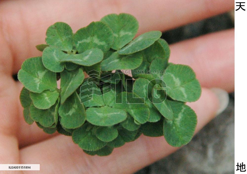 Japanese 56-leaf clover enters Guinness Book of Records