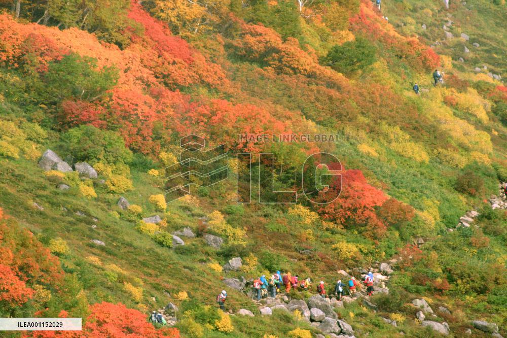 Autumn leaves on Hokkaido mountain