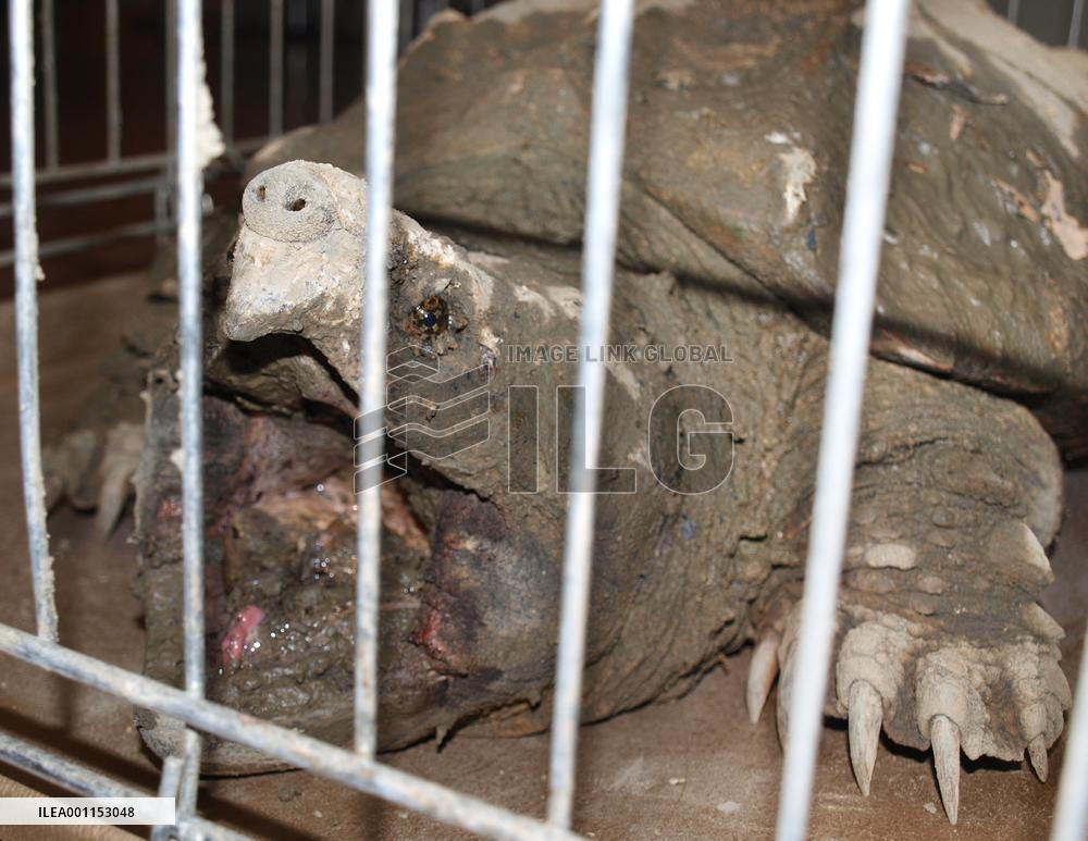 Abandoned snapping turtle