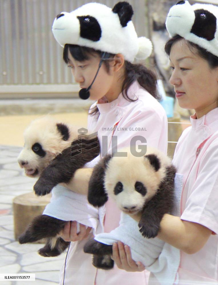 Twin pandas growing at good pace
