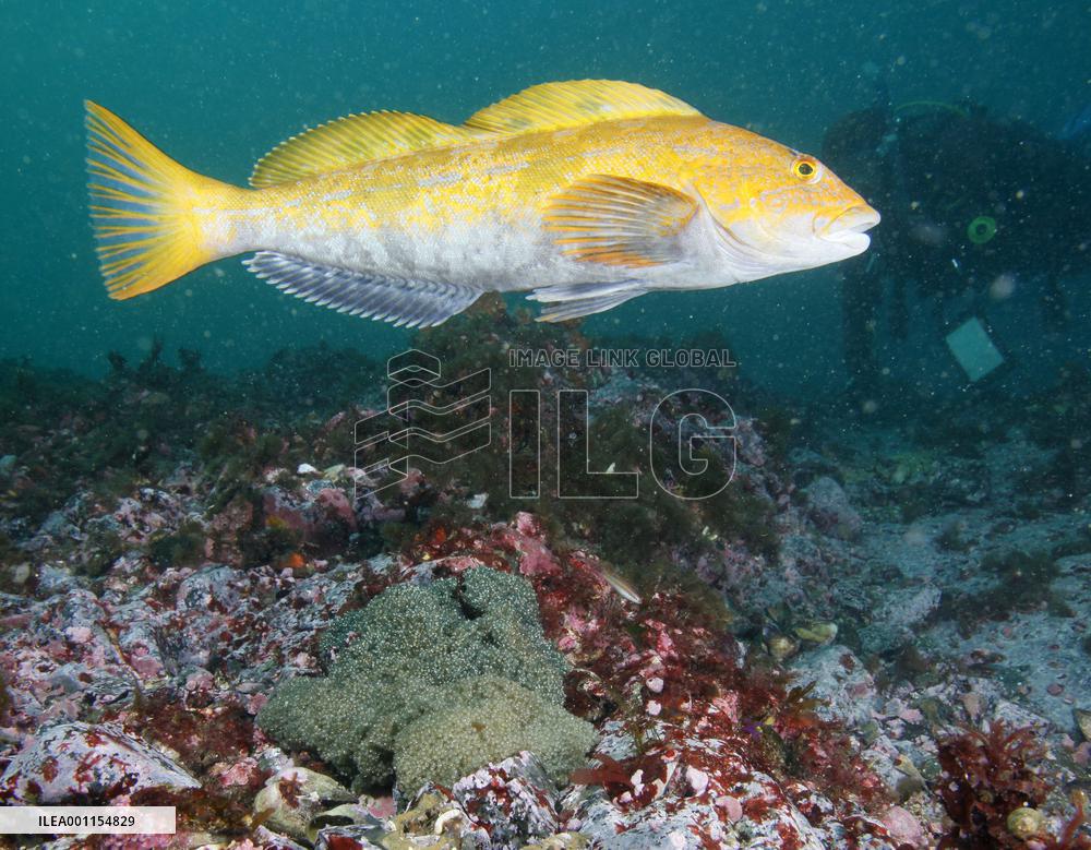 Male greenling at Shizugawa bay