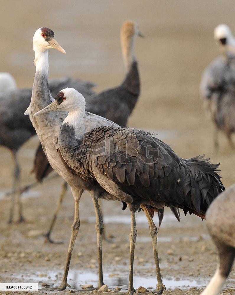 Bird flu hits endangered cranes in Japan