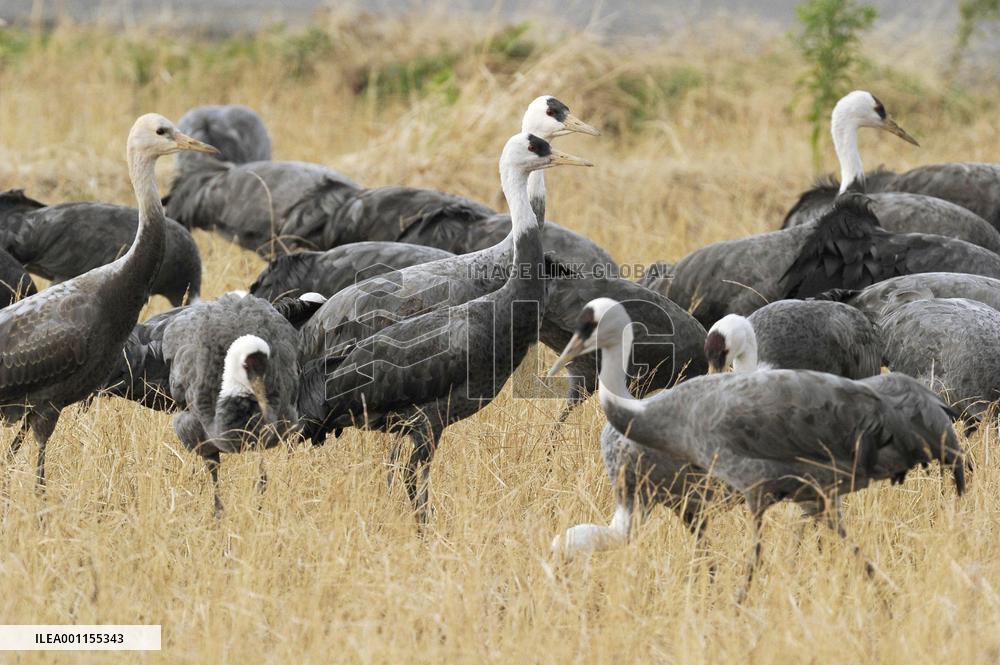 Bird flu hits endangered cranes in Japan