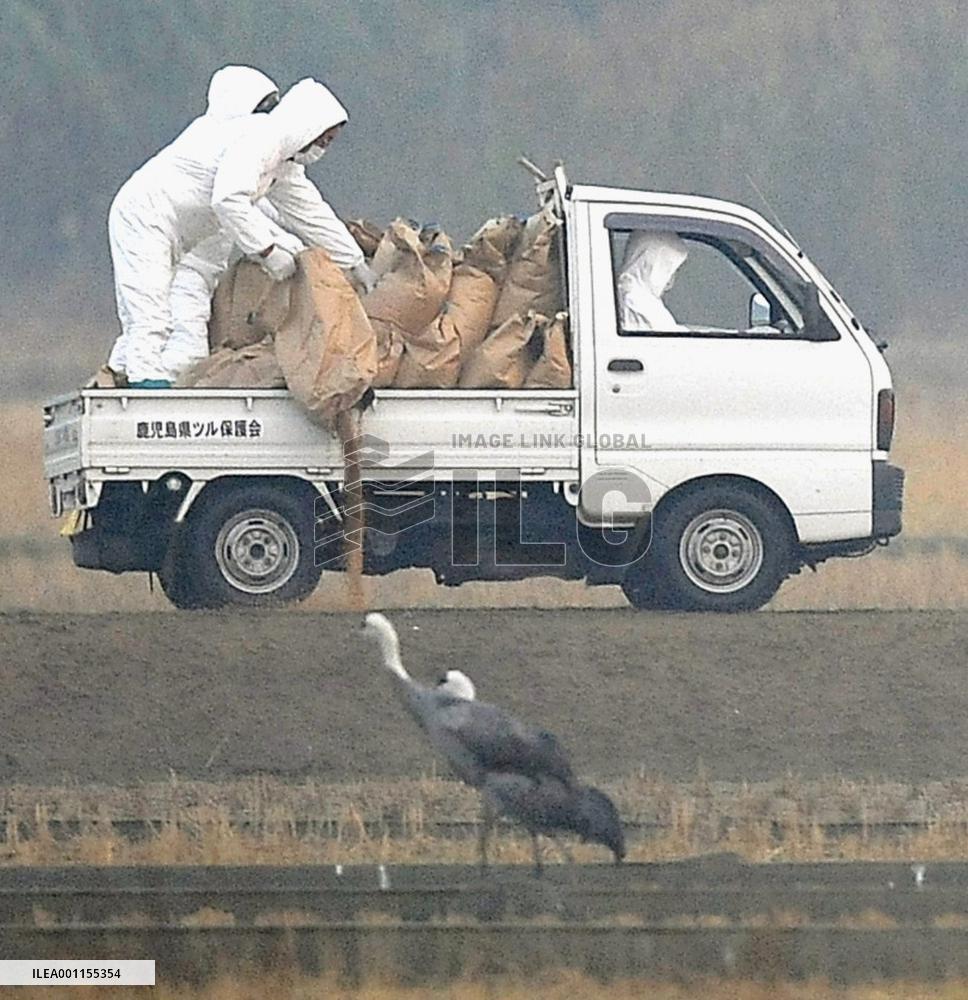 Bird flu hits endangered cranes in Japan