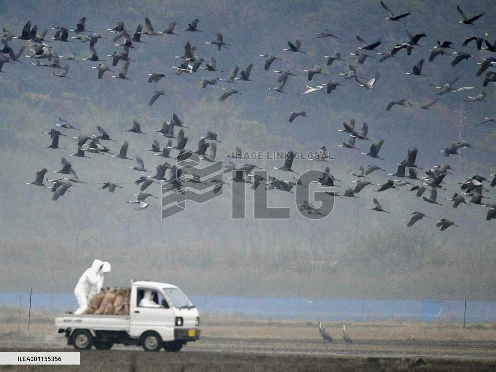 Bird flu hits endangered cranes in Japan