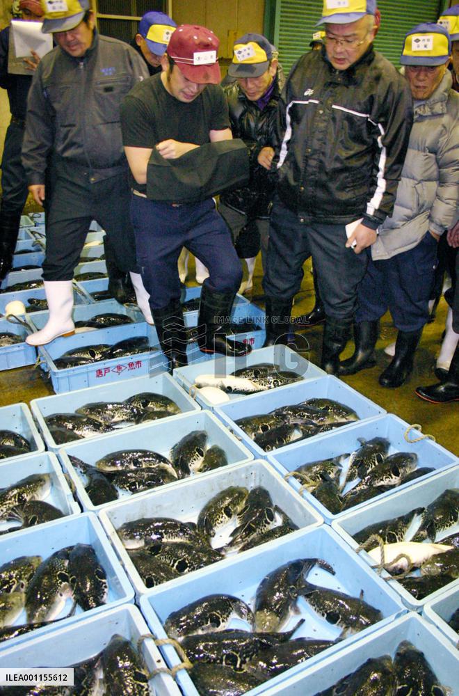 New Year globefish auction in Shimonoseki