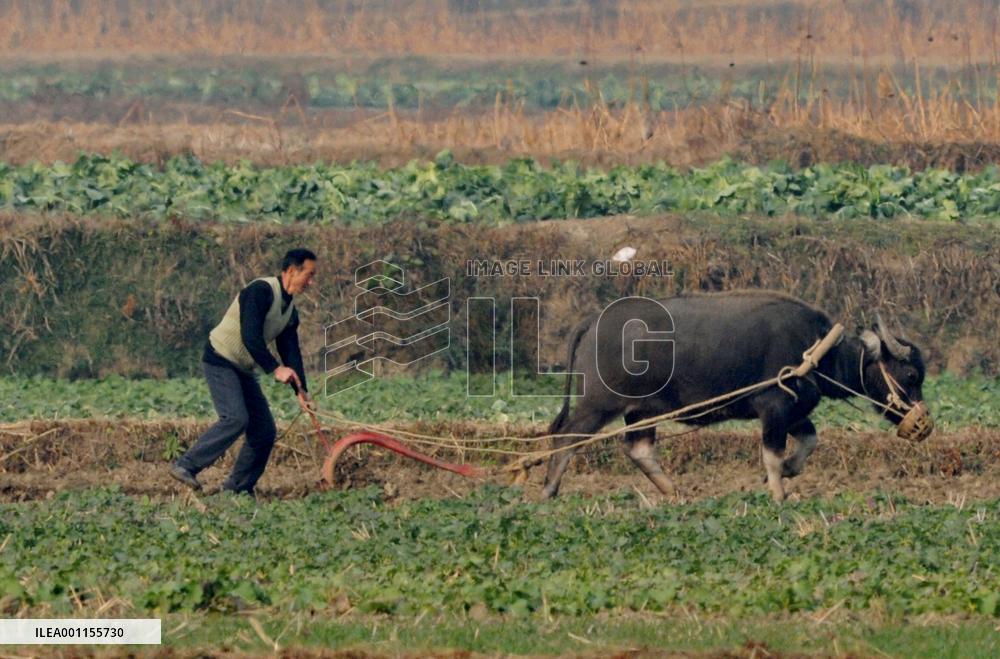 Crested ibis sanctuary in China