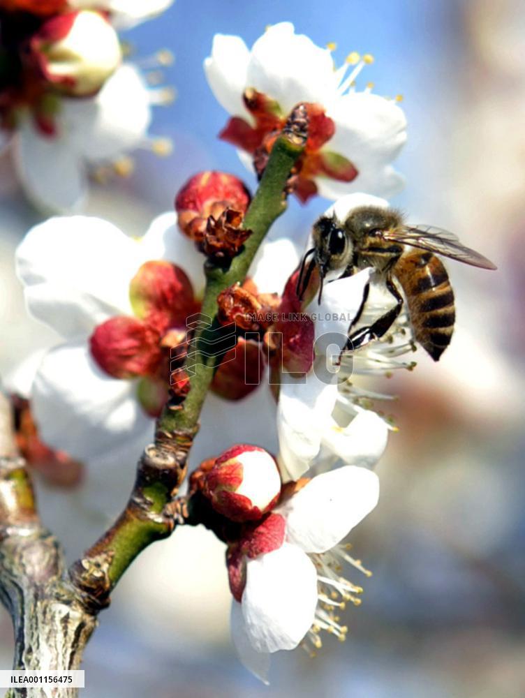 Japanese apricot flowers in bloom
