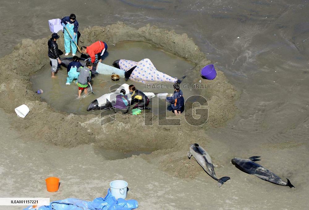 Beached melon-headed whales